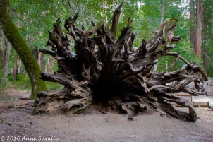 A fallen tree's root system. So beautiful.