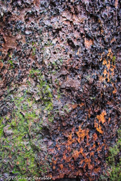 Some more lichen and moss living on the bark.