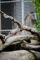 Here's Rocket the new baby giraffe. He's not old enough to be with the others. He and his mom stay behind this fence in what the zoo calls the quiet area. This is where a telephoto lens would have come in handy!