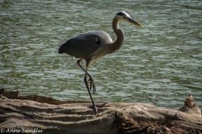 A Great Blue Heron on a log.