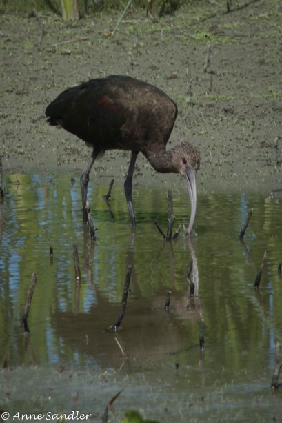 This might be a White Faced Ibis with it's winter look still on. If I'm wrong, please give me the correct name. My book doesn't have all the answers!