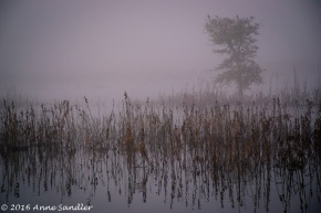 It was very foggy when we arrived at the Consumnes River Preserve.