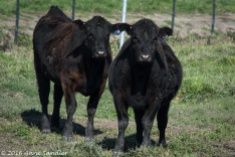 No Sandhills--cows. I was shooting the one on the right when the one on the left came over. Not camera shy!