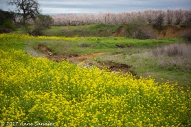 Mustard and an almond orchard.
