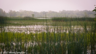 Wide angle view of the marsh.