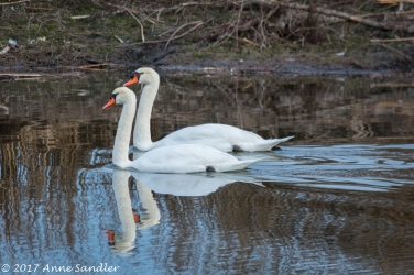 Two swans a swimming.