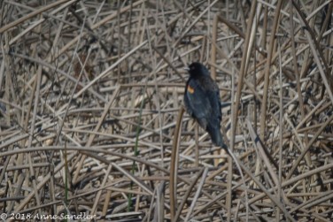 Lonely black bird.