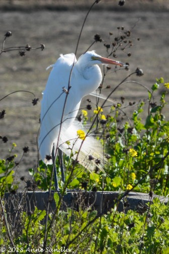 Look at the feathers on this egret.