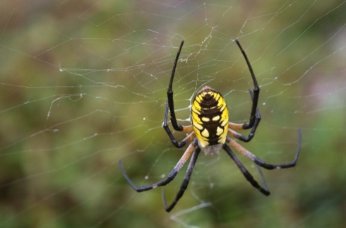 Sandler Anne Industrious Black and Yellow Garden Spider. jpeg WPA Rock Garden