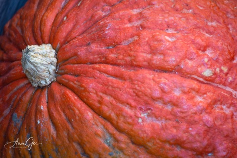 This was a BIG pumpkin.